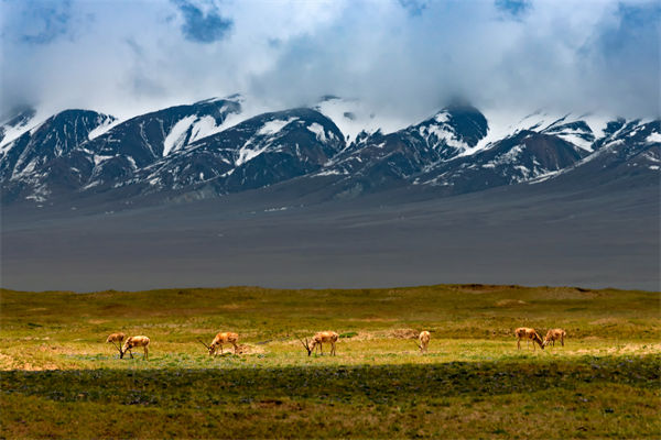 數字化分析：可可西里無人區來了一只機器藏羚羊