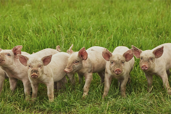 企業(yè)年度經(jīng)營計劃管理分析：養(yǎng)殖戶養(yǎng)一頭豬虧36元