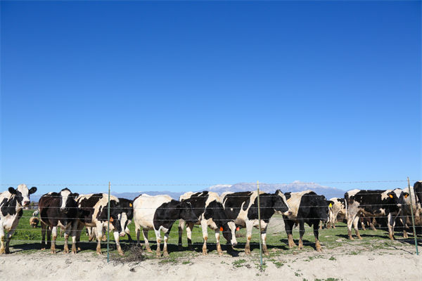 常溫純牛奶中禁止添加復原乳，集成供應鏈怎么看？